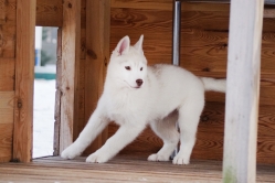 Hope - Wspolne zabawy szczeniat 11 tygodni